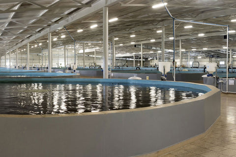 Aquatir Sturgeon Farm: Tradition, Technology, and True Caviar Excellence
